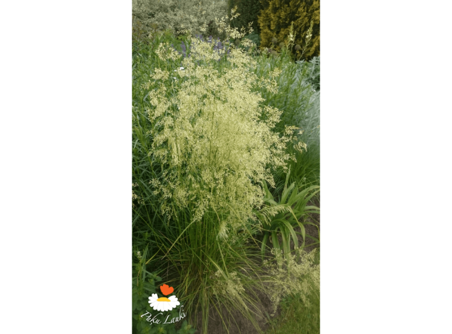 Deschampsia cespitosa   'Goldschleier'