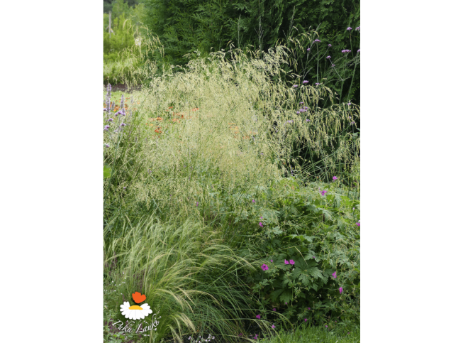 Deschampsia cespitosa   'Tauträger'
