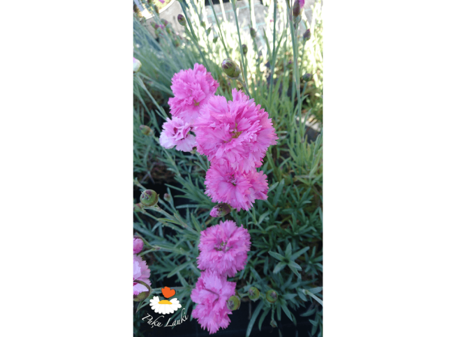 Dianthus plumarius f. nanus   'Pink Tones'