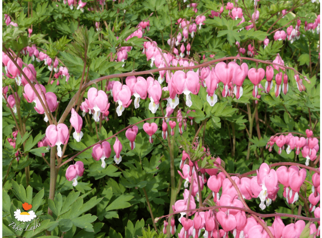 Dicentra spectabilis
