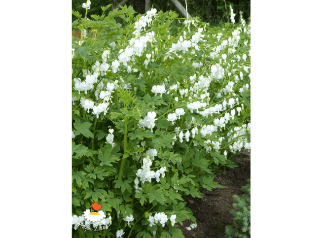 Dicentra spectabilis   'Alba'