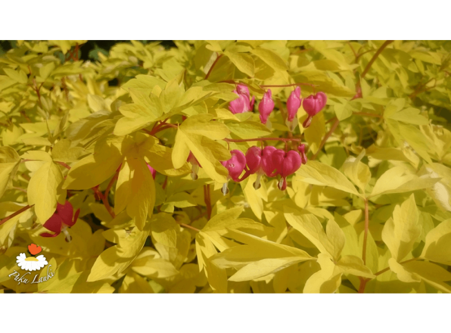 Dicentra spectabilis   'Gold Heart'