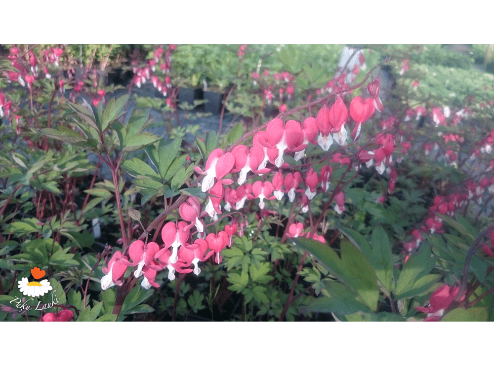 Latvijas stādi Dicentra spectabilis VALENTINA = 'Hordival' lauztā