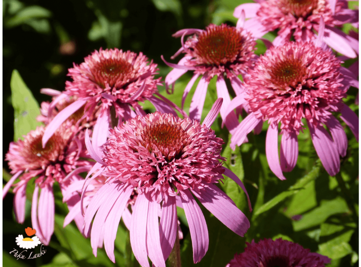 Latvijas stādi Echinacea 'Butterfly Kisses' ehinācija, šķirne
