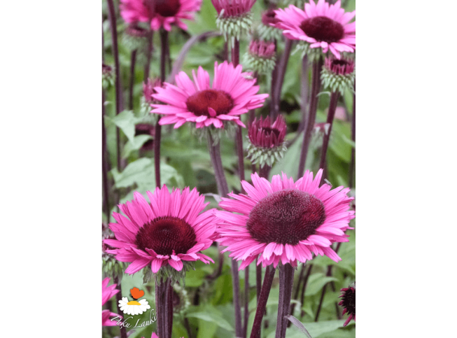 Echinacea purpurea   'Fatal Attraction'