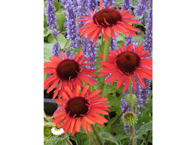Echinacea   'Hot Lava'