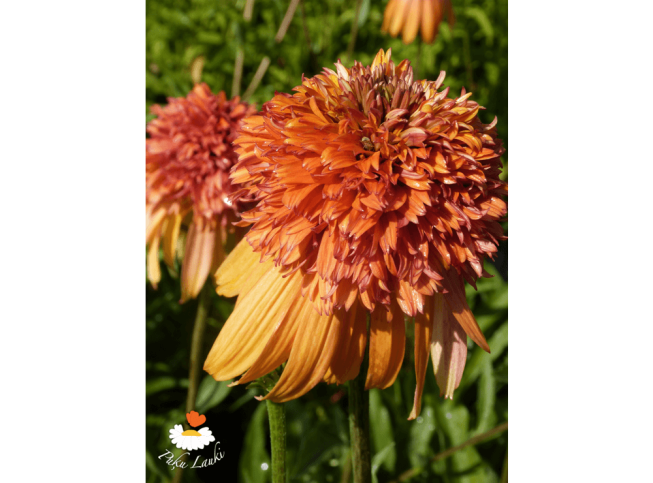 Echinacea   'Marmalade'