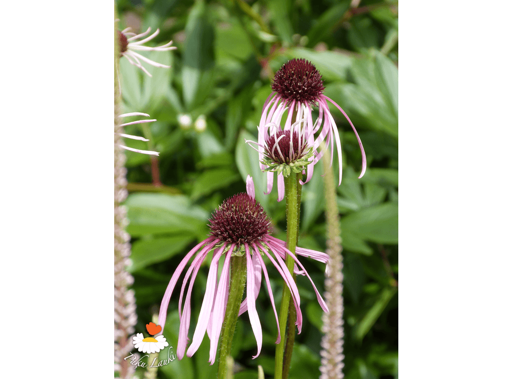 Latvijas St Di Echinacea Pallida B L Ehin Cija