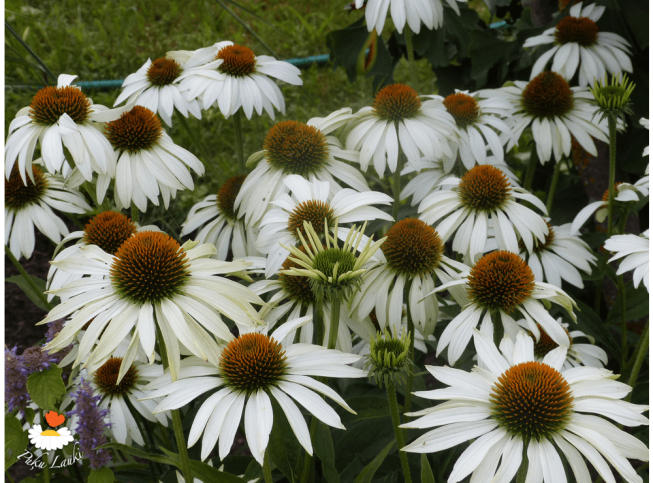 Echinacea purpurea   'Primadonna White'