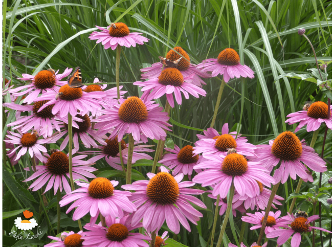 Echinacea purpurea   'Rubinstern'