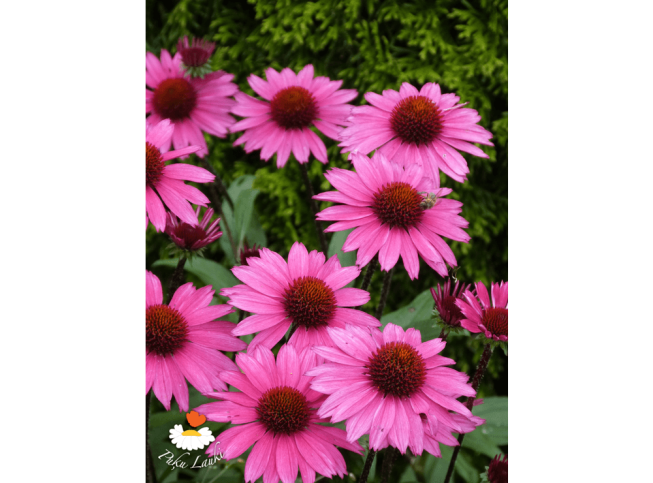 Echinacea purpurea   'Sensation Pink'