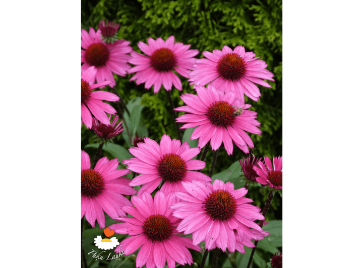 Latvijas stādi Echinacea purpurea Sensation Pink purpura ehinācija šķirne