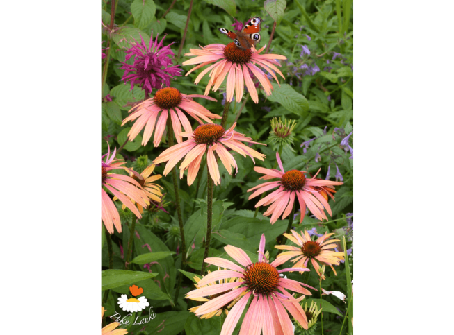 Echinacea   'Summer Cocktail'