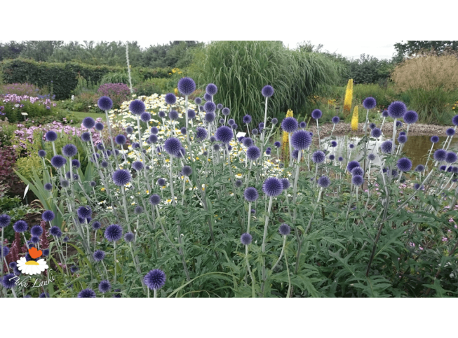 Echinops ritro