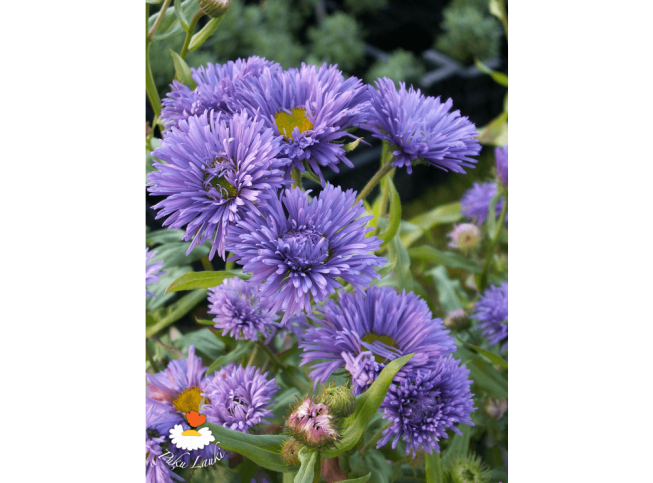 Erigeron   'Azurfee'