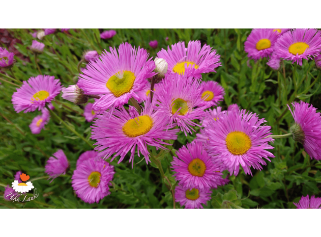 Erigeron   'Rosa Juwel'