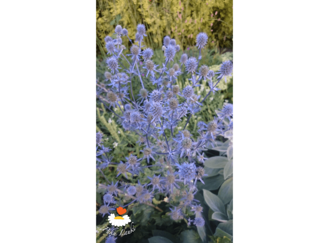Eryngium planum   'Blaukappe'