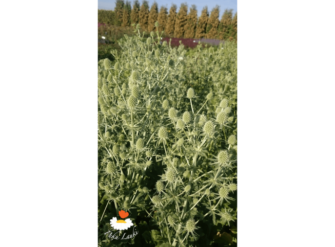 Eryngium planum   'White Glitter'