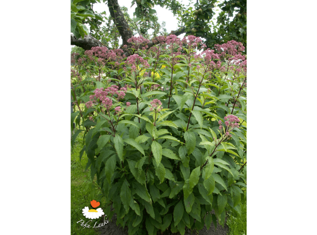 Eupatorium maculatum   'Atropurpureum'