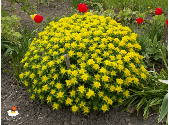 Euphorbia epithymoides