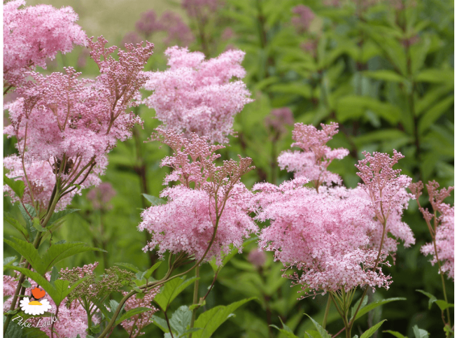 Filipendula rubra   'Venusta'