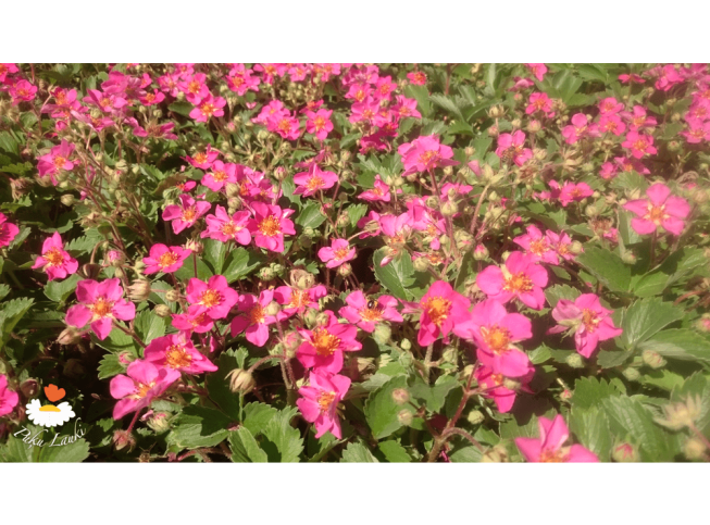 Fragaria   'Lipstick'