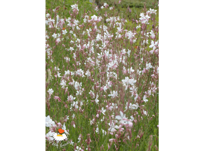 Gaura lindheimeri   'Summer Breeze'