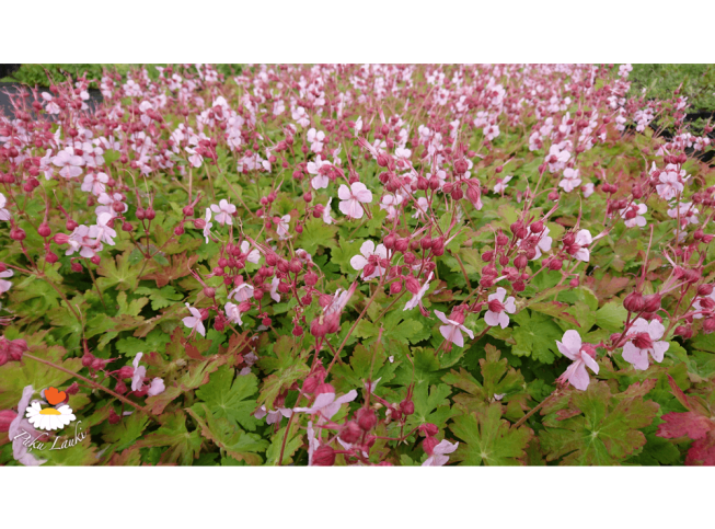 Geranium macrorrhizum   'Spessart'