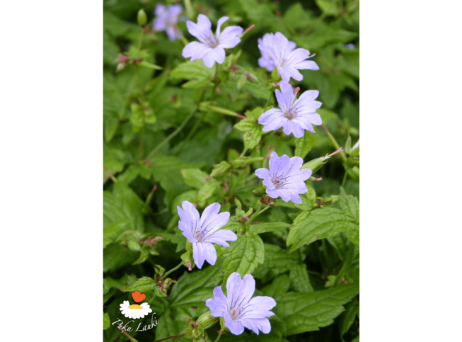 Geranium nodosum   'Simon'
