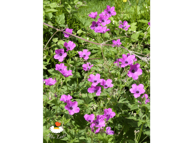 Geranium   PATRICIA = 'Brempat'