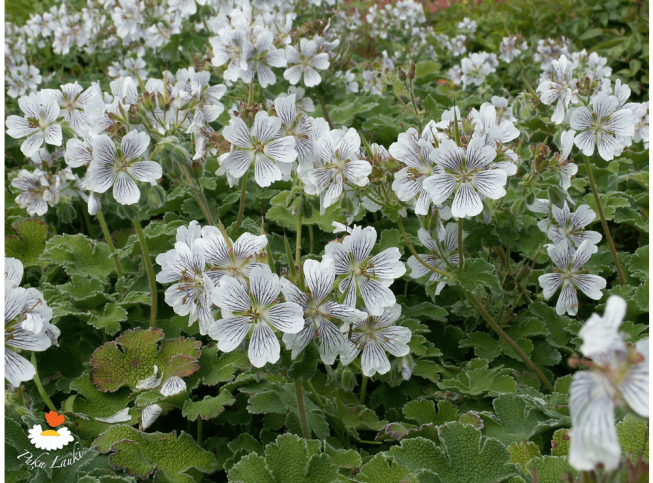 Geranium renardii