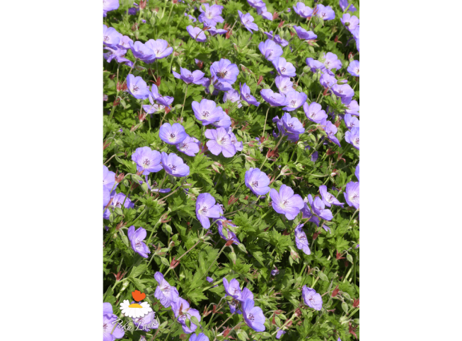 Geranium   ROZANNE = 'Gerwat'