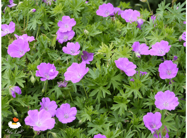 Geranium sanguineum   'Tiny Monster'