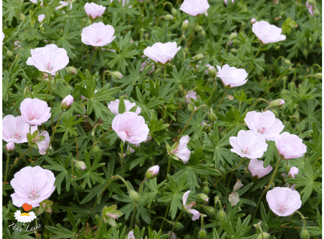 Geranium sanguineum var. striatum