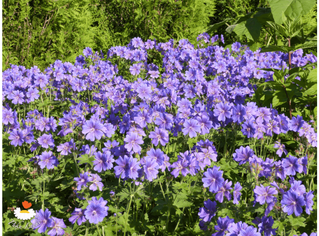 Geranium × magnificum   'Rosemoor'