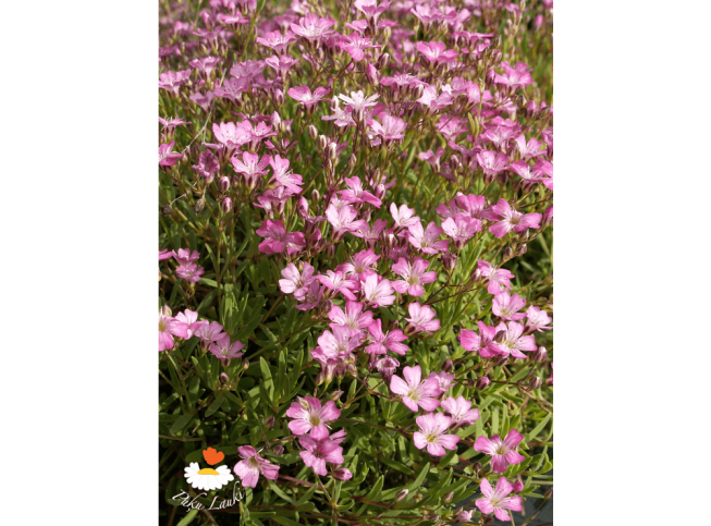 Gypsophila repens   'Rosea'