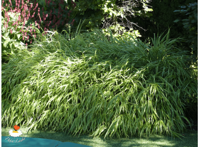 Hakonechloa macra   'Albostriata'