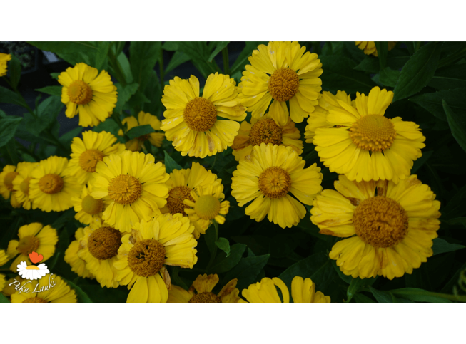 Helenium   'Kanaria'