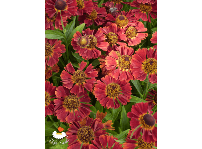 Helenium   'Rubinzwerg'