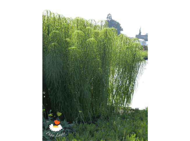 Helianthus salicifolius