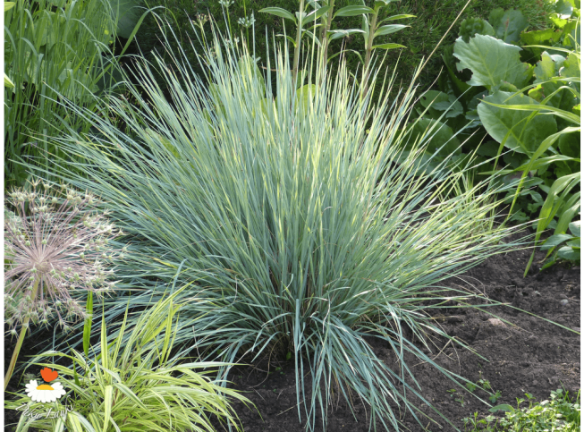 Helictotrichon sempervirens   'Pendulum'