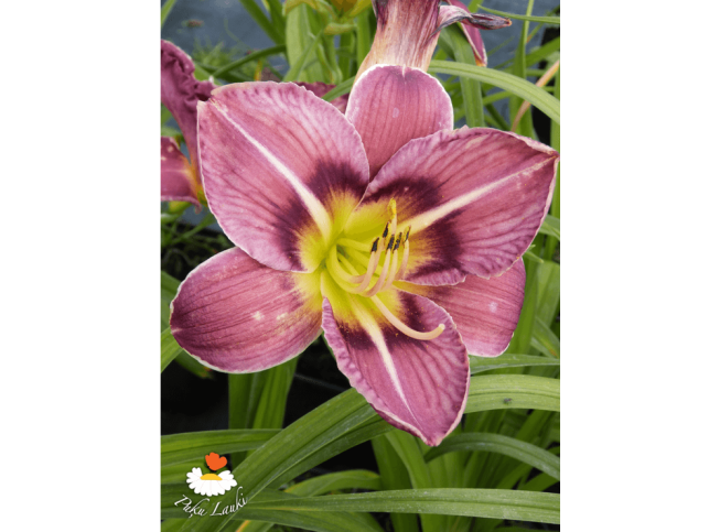 Hemerocallis   'Always Afternoon'