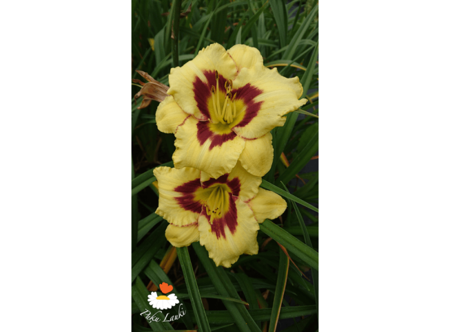 Hemerocallis   'El Desperado'