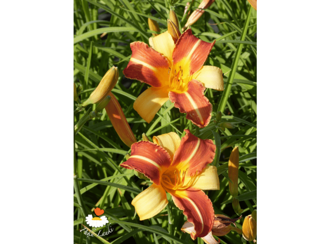 Hemerocallis   'Frans Hals'