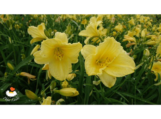 Hemerocallis   'Happy Returns'