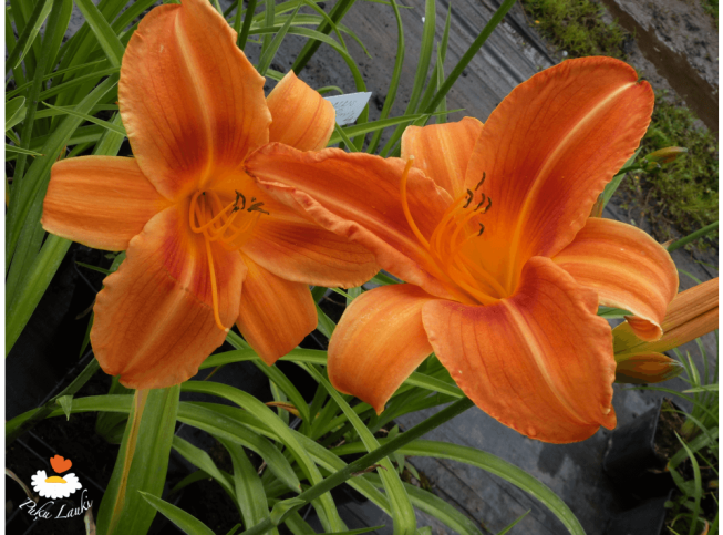 Hemerocallis   'Rocket City'