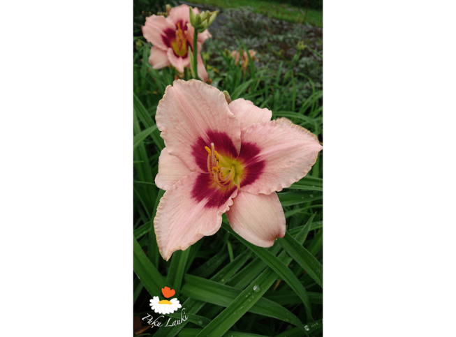 Hemerocallis   'Wineberry Candy'
