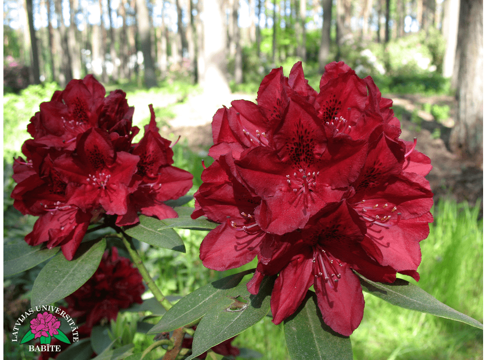 Latvijas stādi - Rhododendron 'Henry’s Red' - mūžzaļais rododendrs, šķirne