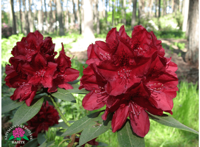Rhododendron   'Henry’s Red'