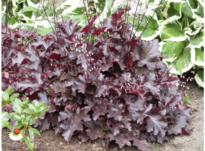 Heuchera   'Black Beauty'